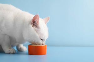 Essential Supplements for Cats: What Your Pet Might Be Missing